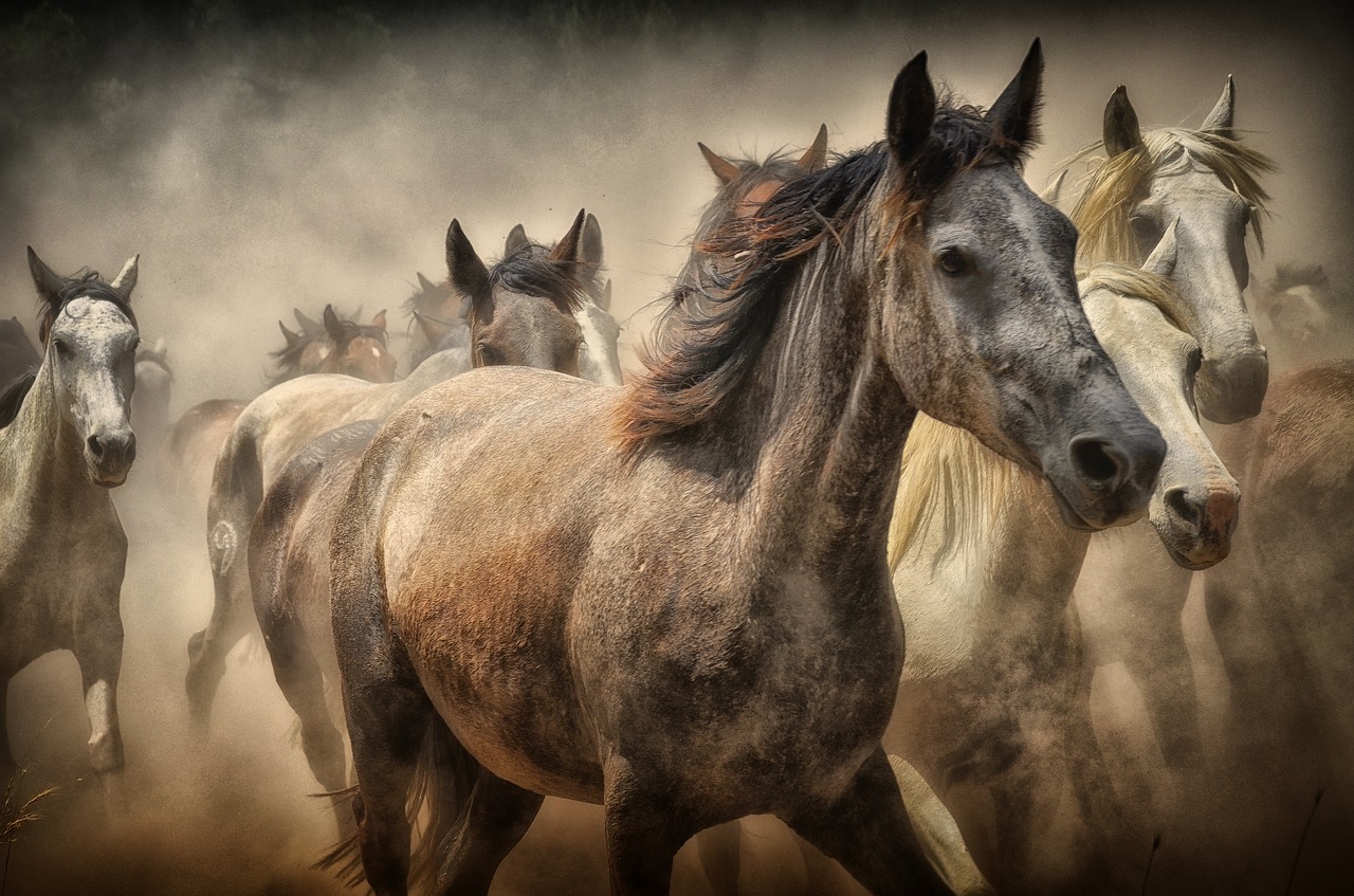 horses, animals, nature-1791907.jpg