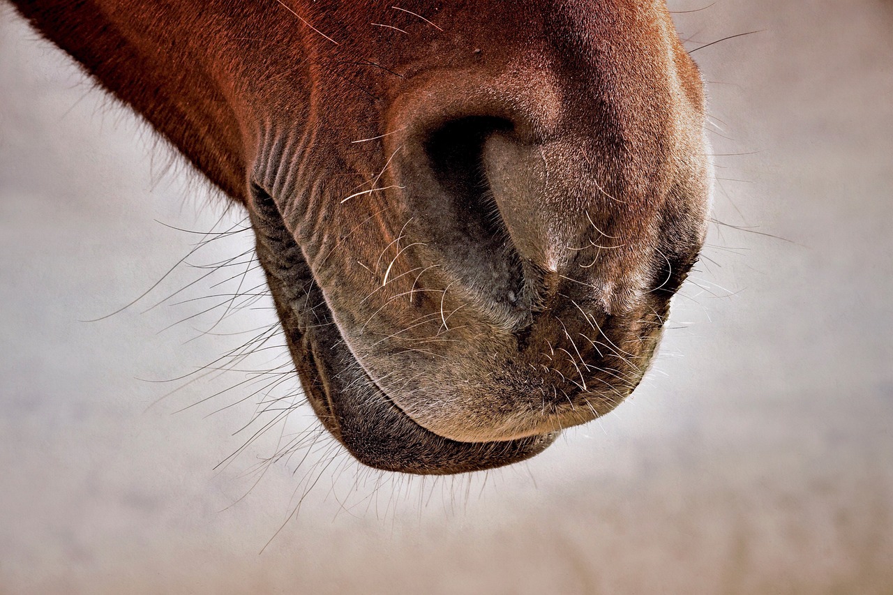 horse, nostril, close up-3916028.jpg