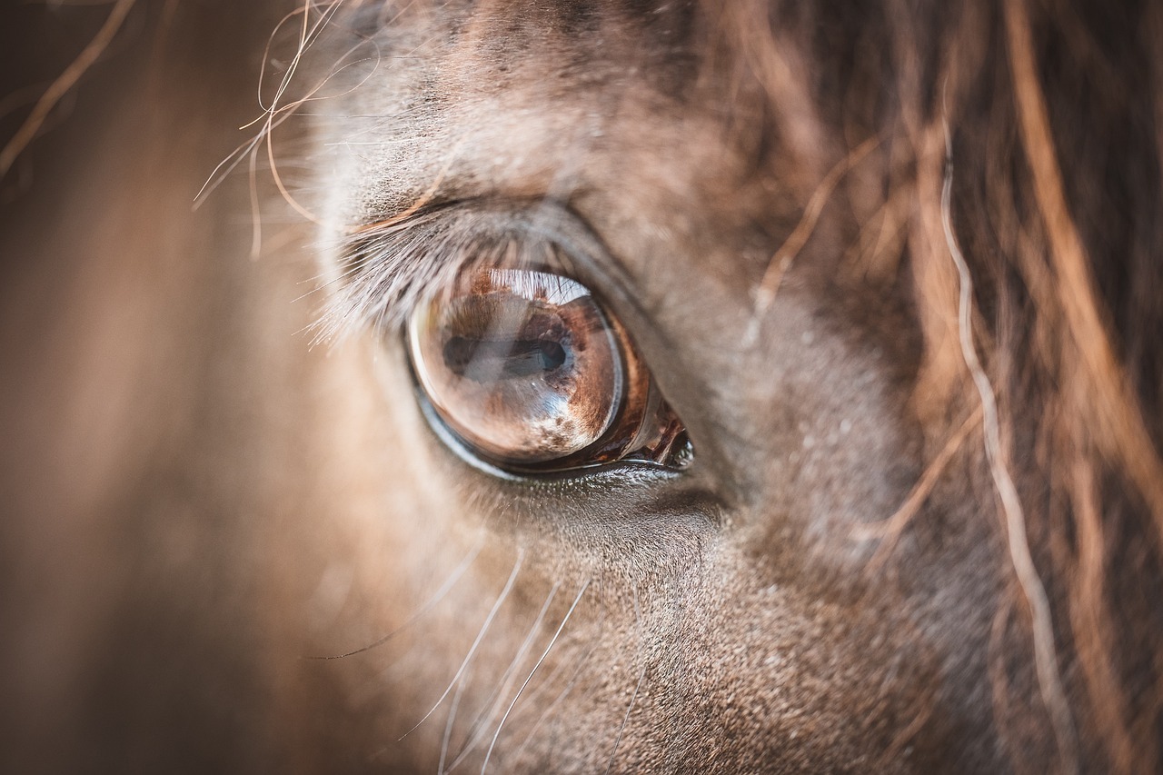 eye, horse, pony-6315225.jpg